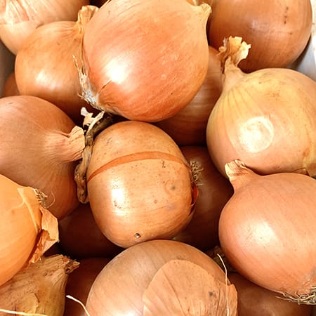 Onion brown reca